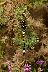 David Plant Photography - Wildlife Photography - Golden-ringed dragonfly - A